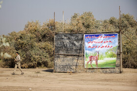 رهاسازی ۶ رأس گوزن زرد ایرانی در پارک ملی دز و کرخه