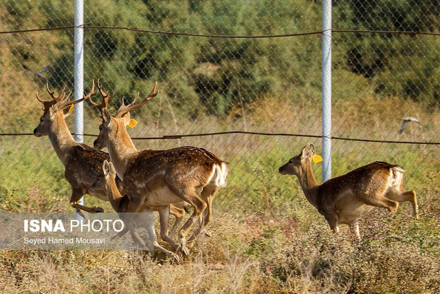عکس از آرشیو تولد اولین گوساله گوزن زرد ایرانی پارک ملی «کرخه» در سال جاری