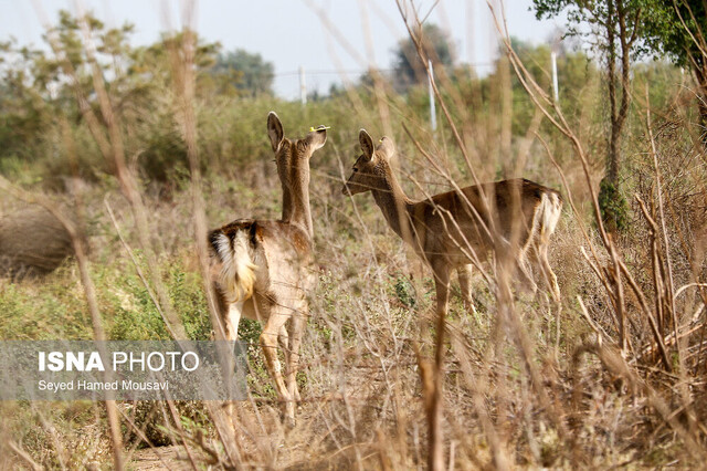 لزوم آموزش جوامع محلی برای آسیب نرساندن به حیات وحش 