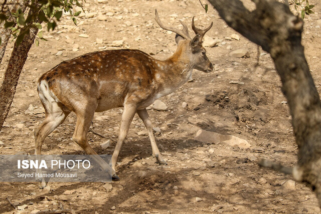 عکس تزئینی است. تولددومین گوساله گوزن زرد در ارسنجان/پیشبینی زایش ۱۸ گوساله