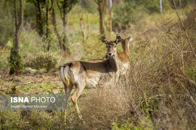 گوزن زرد ایرانی آلودگی رودخانه "دز"، تهدیدی بیخ گوش گوزنهای زرد ایرانی