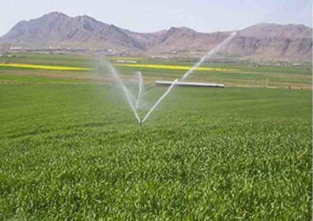 صادرات روزانه ۱۵۵۶ تن محصولات کشاورزی از کردستان