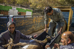 عملیات زنده گیری و رهاسازی گوزن زرد ایرانی