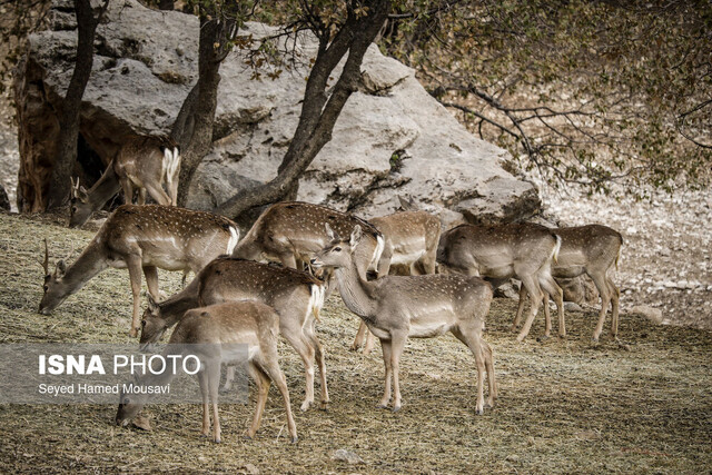 گوزن زرد ایرانی تلاش برای رصد گوزنهای زرد ایرانی خوزستان با ردیاب ماهوارهای