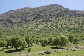 کهگیلویه و بویراحمد رتبه اول سرانه جنگل ایران را دارد