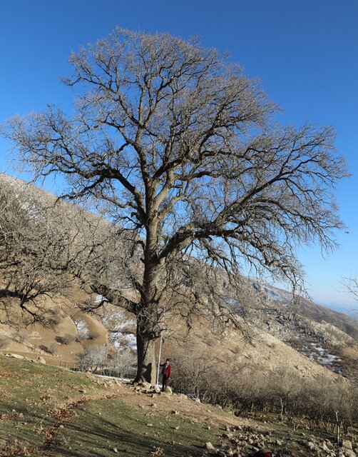تصویب نهایی پرونده پنج اثر طبیعی خوزستان در شورای ملی ثبت آثار