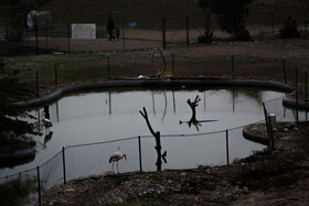 باغ وحش دز - خوزستان