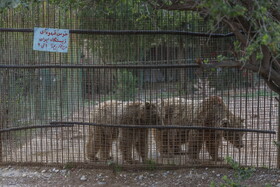 باغ وحش دز - خوزستان