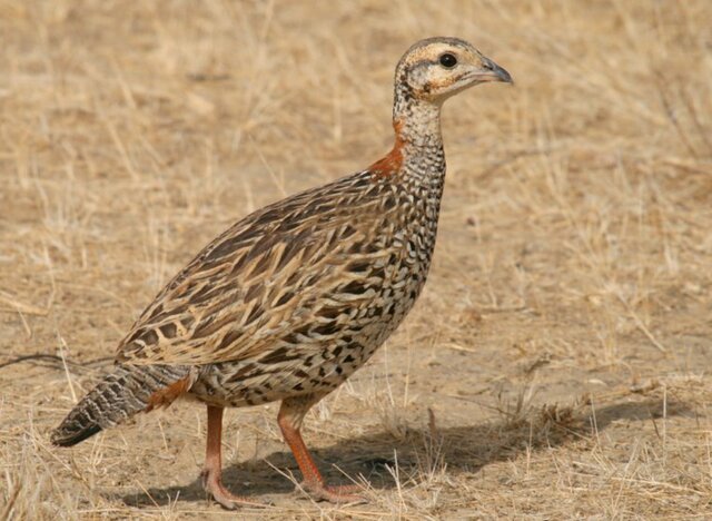 دراج / عکس تزئینی است. دستگیری شکارچی غیرمجاز پرندگان در جنگلهای دزفول