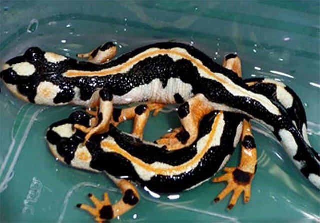 خرید و فروش گونه‌های تحت حفاظت محیط زیست، ممنوع است