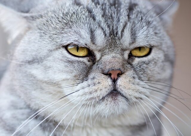 عکس از: نشنال جئوگرافیک «چرا آخر گربهها این قدر تودلبرو هستند؟»