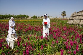 برداشت گل در حمیدیه - خوزستان