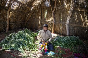 برداشت گل در حمیدیه - خوزستان