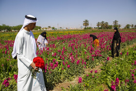 برداشت گل در حمیدیه - خوزستان