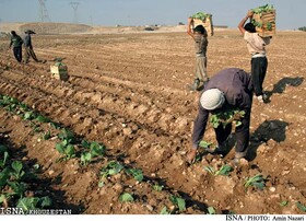 ابلاغ الگوی کشت تابستانه در حوضه کرخه/ ۴۰ هزار هکتار از اراضی به زیر کشت می‌رود