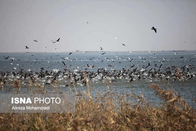 عکس از آرشیو چرا دهانههای خروجی آب تالاب بامدژ باز هستند؟