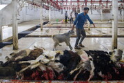 فعالیت ۸ مرکز مجاز ذبح قربانی در قم/شهروندان از ذبح در معابر خودداری کنند