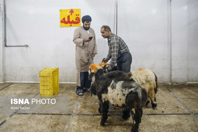 نظارت ۶۷ اکیپ ثابت و سیار دامپزشکی سیستان وبلوچستان بر کشتار دام در عید قربان