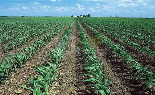 رهاسازی آب برای کشت تابستانه در حوضه کرخه/ کشاورزان از کشت شلتوک خودداری کنند رهاسازی آب برای کشت تابستانه در حوضه کرخه/ کشاورزان از کشت شلتوک خودداری کنند