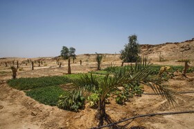 در قسمتی از کمپ، نخلستان و گلخانه وجود دارد که مسولیت کشت و نگهداری از آن بر عهده یکی از افرادی است که در این مکان از اعتیاد پاک شده و مشغول بکار است.