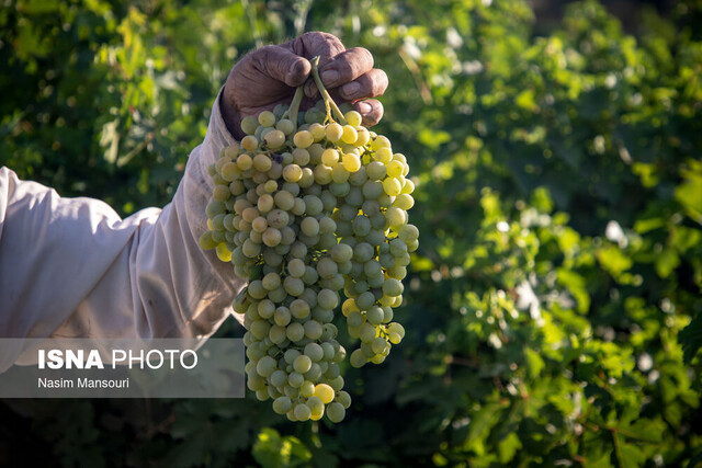 تولید کشمش و رنجی که هرگز گنج نمیشود