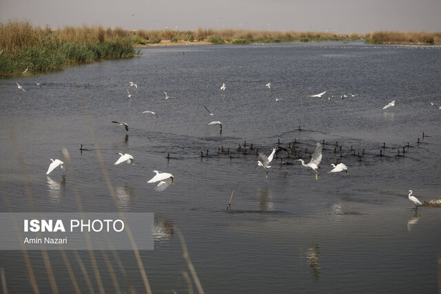 تالاب هورالعظیم تامین حقآبه حوضههای آبخیز در حال پیگیری است/ مصرف آب زیاد در کشاورزیهای اطراف تالابها