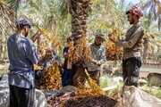 آغاز برداشت خرما در شادگان از هفته آینده/ افت تولید در سایه خسارات سال گذشته