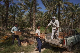 برداشت خرما در شادگان