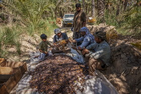 برداشت خرما در شادگان