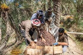 برداشت خرما در شادگان