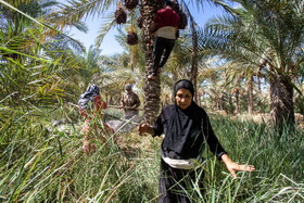 برداشت خرما در شادگان