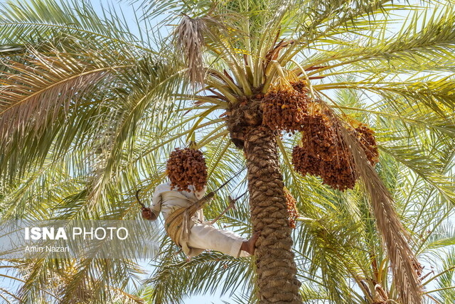 پایان برداشت خرما در زاهدان