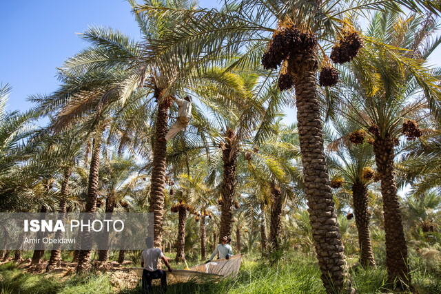 افزایش حدود ۱۰ درصدی برداشت محصول خرما در آبادان افزایش حدود ۱۰ درصدی برداشت محصول خرما در آبادان
