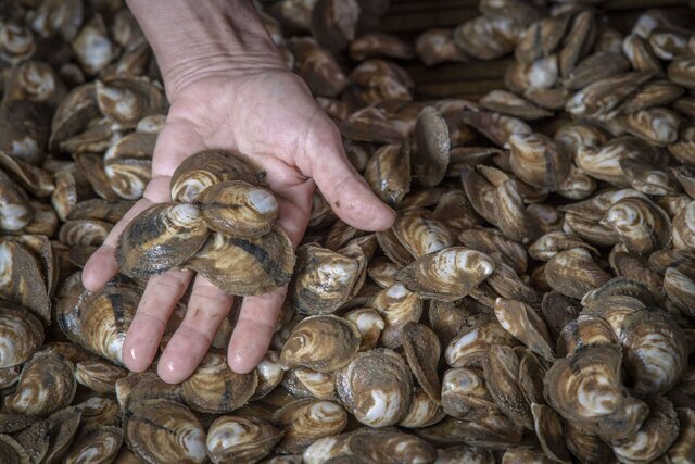 عکس تزئینی است. کشف و ضبط ۲۵۰ کیلوگرم انواع آبزیان حرام گوشت در اهواز