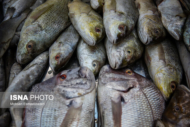 عکس از آرشیو دستگیری دو گروه صیاد غیرمجاز در تالاب هورالعظیم