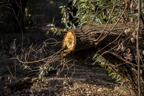 جنگلهای کرخه و دز زیستگاه اصلی گوزن زرد ایرانی همیشه در معرض تخریب قرار دارد وجود سدها دز و کرخه. قاچاق چوپ آتش سوزی تجاوز به حریم جنگل و خشکسالی و کشاورزی، پوشش جنگلی و گیاهی این زیستگاه مهم را در معرض خطر نابودی قرار داده است.