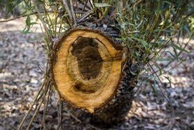 با گسترش صنایع بهره برداری از چوب و ایجاد جنگلهای صنعتی در خوزستان، قطع غیر قانونی درختان رشد بی سابقهای داشته است، به طوریکه درختان اراضی طبیعی پارکهای ملی و جنگلها و حاشیه مزارع کشاورزی در حال تخریب است.