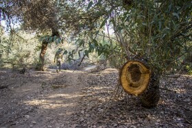 جنگلهای کرخه و دز زیستگاه اصلی گوزن زرد ایرانی همیشه در معرض تخریب قرار دارد وجود سدها دز و کرخه. قاچاق چوپ آتش سوزی تجاوز به حریم جنگل و خشکسالی و کشاورزی، پوشش جنگلی و گیاهی این زیستگاه مهم را در معرض خطر نابودی قرار داده است.