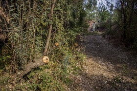 بسیاری از افراد به بهانه اینکه این درختان در محدوده زمین یا مزرعه خودشان است اقدام به قطع درخت میکنند و ما با جدیت با این افراد برخورد کردهایم.