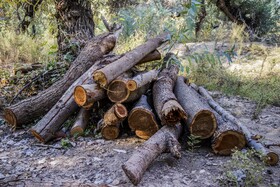 تخریب جنگلها منجر به تغییرات زیست محیطی و اقلیمی شده و تبعات جبران ناپذیر را شامل میشود. با وجود این همه تبعات متاسفانه بر اساس مشاهدات میدانی اخیراً فعالیت باندهای قطع درختان و قاچاق چوب در استان خوزستان و بالاخص در شهرستانهای دزفول شوش اندیمشک افزایش یافته است.