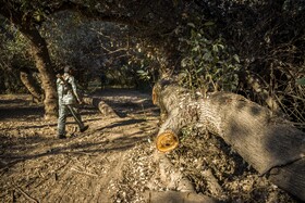 در نیمه نخست امسال 15 تا 16 مورد تخلف قطع درخت در استان خوزستان کشف و ضبط شده است و این افراد به مراجع قضایی تحویل داده شدهاند و اموال کشفشده هم مصادره شده است.