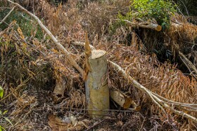 افزایش یکباره قیمت چوب در شهرهای مجاور صنایع، باعث شده است افراد زیادی به قطع غیرمجاز درختان روی بیاورند.