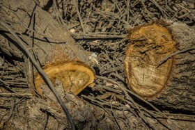 جنگلهای کرخه و دز زیستگاه اصلی گوزن زرد ایرانی همیشه در معرض تخریب قرار دارد وجود سدها دز و کرخه. قاچاق چوپ آتش سوزی تجاوز به حریم جنگل و خشکسالی و کشاورزی، پوشش جنگلی و گیاهی این زیستگاه مهم را در معرض خطر نابودی قرار داده است.