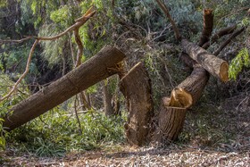 افزایش یکباره قیمت چوب در شهرهای مجاور صنایع، باعث شده است افراد زیادی به قطع غیرمجاز درختان روی بیاورند.
