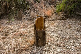 جنگلهای کرخه و دز زیستگاه اصلی گوزن زرد ایرانی همیشه در معرض تخریب قرار دارد وجود سدها دز و کرخه. قاچاق چوپ آتش سوزی تجاوز به حریم جنگل و خشکسالی و کشاورزی، پوشش جنگلی و گیاهی این زیستگاه مهم را در معرض خطر نابودی قرار داده است.