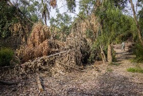 با گسترش صنایع بهرهبرداری از چوب و ایجاد جنگلهای صنعتی در خوزستان، قطع غیر قانونی درختان رشد بیسابقهای داشته است، به طوریکه درختان اراضی طبیعی پارکهای ملی و جنگلها و حاشیه مزارع کشاورزی در حال تخریب است.