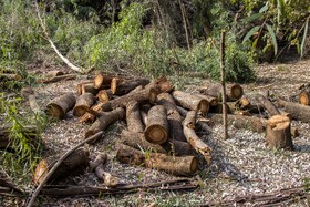 تخریب جنگلها منجر به تغییرات زیست محیطی و اقلیمی شده و تبعات جبران ناپذیر را شامل میشود. با وجود این همه تبعات متاسفانه بر اساس مشاهدات میدانی اخیراً فعالیت باندهای قطع درختان و قاچاق چوب در استان خوزستان و بالاخص در شهرستانهای دزفول شوش اندیمشک افزایش یافته است.