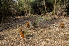 در نیمه نخست امسال 15 تا 16 مورد تخلف قطع درخت در استان خوزستان کشف و ضبط شده است و این افراد به مراجع قضایی تحویل داده شدهاند و اموال کشفشده هم مصادره شده است.