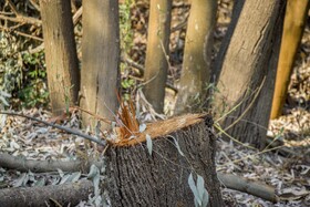فعالان محیط زیست معتقد هستند کارخانجات چوب مقدار قابل توجهی از چوبهای غیرقانونی مانند درختان جنگلی را بدون هیچقید و شرطی خریداری میکنند و این روند آسیب زیادی به مناطق حفاظت شده و پارکهای ملی وارد خواهد کرد.