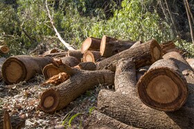 تخریب جنگلها منجر به تغییرات زیست محیطی و اقلیمی شده و تبعات جبران ناپذیر را شامل میشود. با وجود این همه تبعات متاسفانه بر اساس مشاهدات میدانی اخیراً فعالیت باندهای قطع درختان و قاچاق چوب در استان خوزستان و بالاخص در شهرستان های دزفول شوش اندیمشک افزایش یافته است.